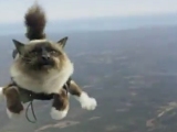 Cats skydiving? Yes, please!